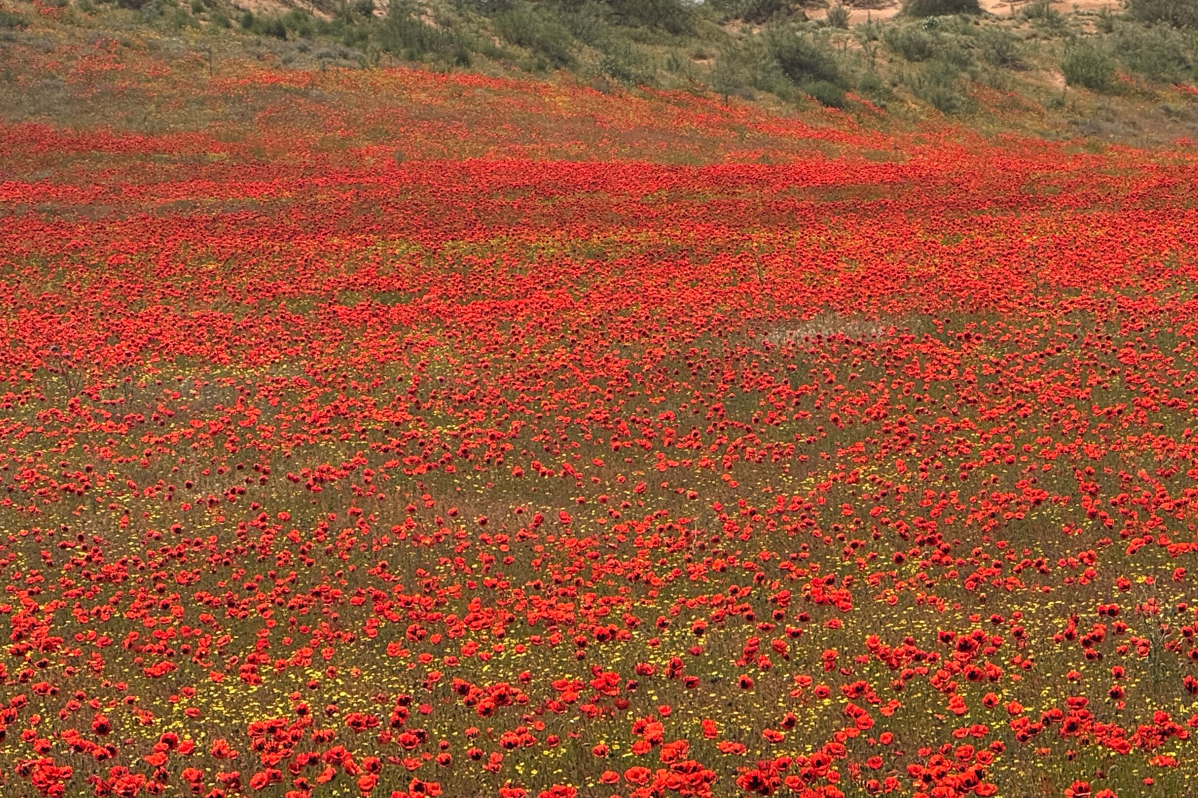 Coquelicots